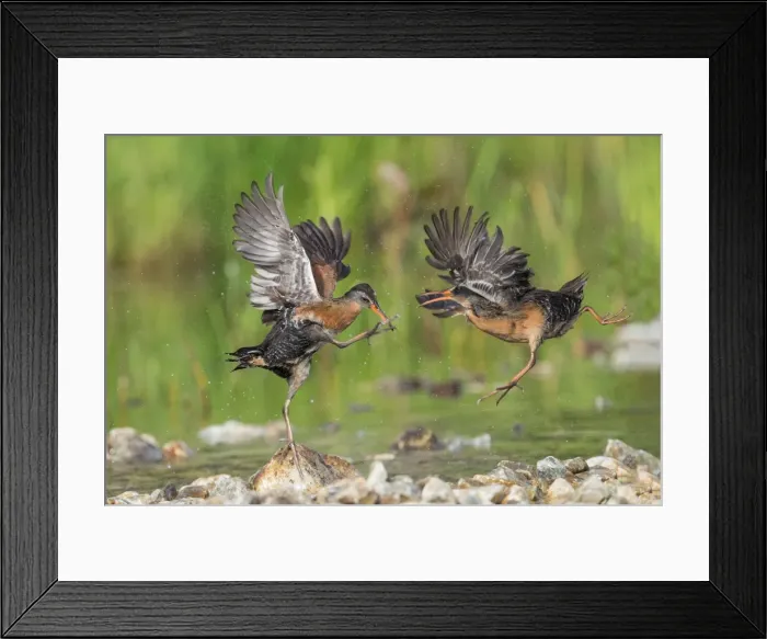 Framed Print : Picture No. 11980705 Framed Print : Picture No. 11980705