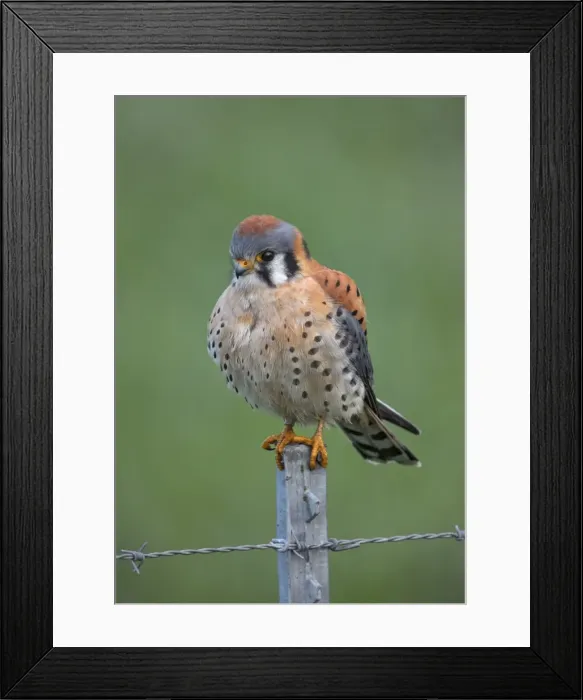 Framed Print : Picture No. 11980706 Framed Print : Picture No. 11980706