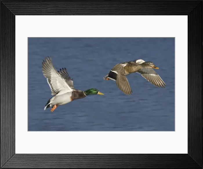 Framed Print : Picture No. 11980707 Framed Print : Picture No. 11980707