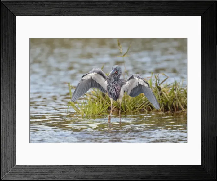 Framed Print : Picture No. 11980708 Framed Print : Picture No. 11980708