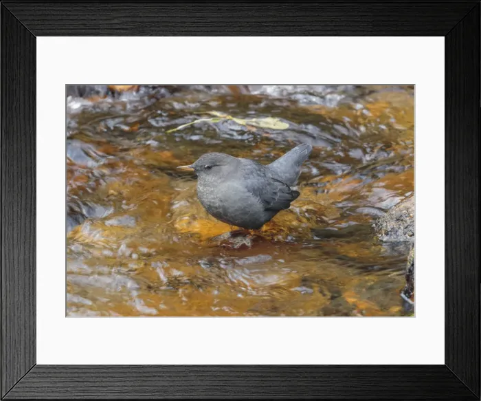 Framed Print : Picture No. 11980709 Framed Print : Picture No. 11980709