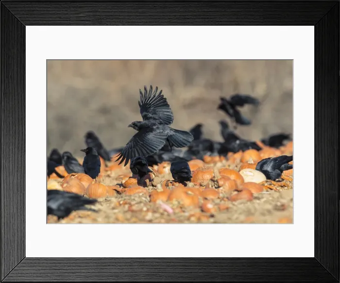 Framed Print : Picture No. 11980710 Framed Print : Picture No. 11980710
