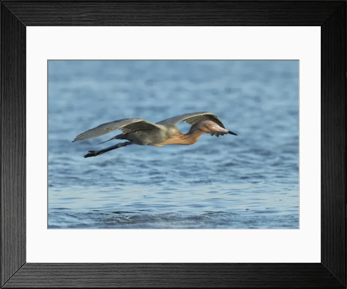 Framed Print : Picture No. 11980711
