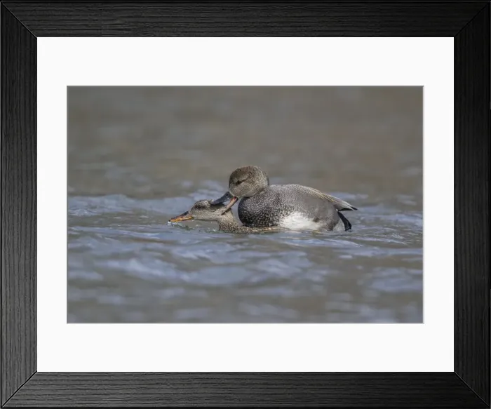 Framed Print : Picture No. 11980712 Framed Print : Picture No. 11980712