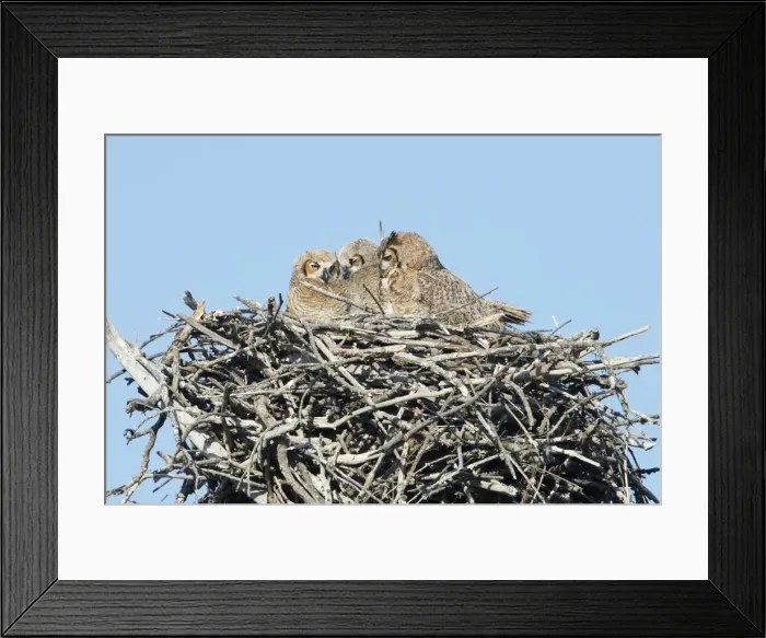 Framed Print : Picture No. 11980713 Framed Print : Picture No. 11980713
