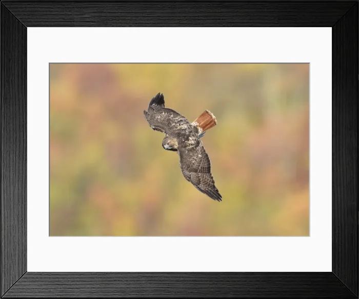 Framed Print : Picture No. 11980714