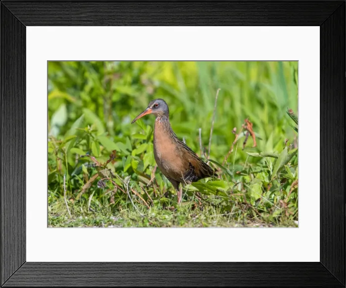 Framed Print : Picture No. 11980715 Framed Print : Picture No. 11980715