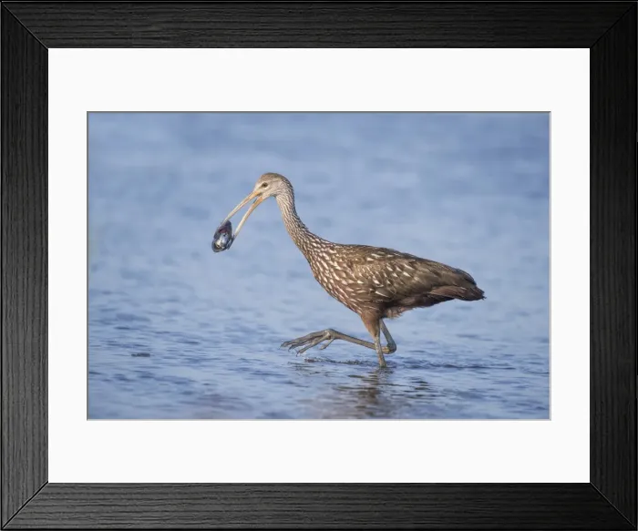 Framed Print : Picture No. 11980718 Framed Print : Picture No. 11980718