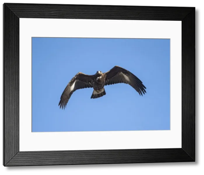 Framed Print : Picture No. 11980719 Framed Print : Picture No. 11980719