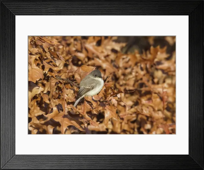 Framed Print : Picture No. 11980720 Framed Print : Picture No. 11980720