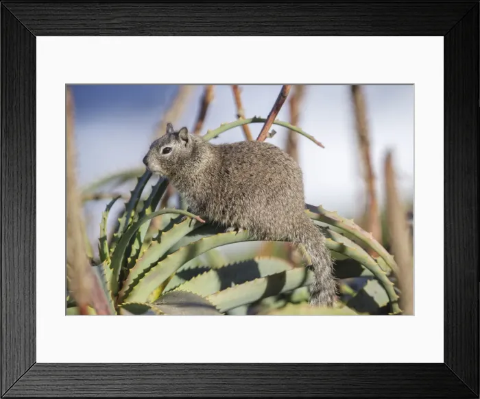Framed Print : Picture No. 11980721 Framed Print : Picture No. 11980721