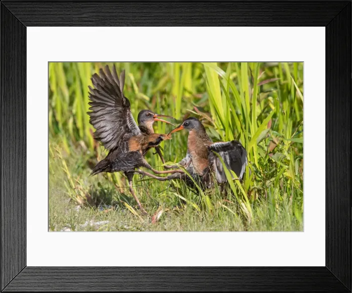 Framed Print : Picture No. 11980724