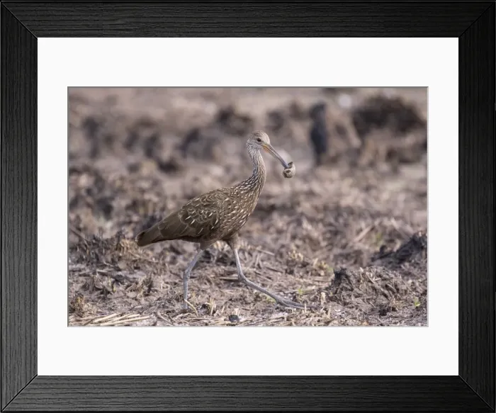 Framed Print : Picture No. 11980725 Framed Print : Picture No. 11980725