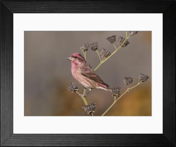 Framed Print : Picture No. 11980727 Framed Print : Picture No. 11980727