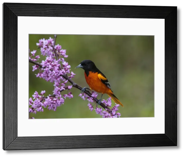 Framed Print : Picture No. 11980728 Framed Print : Picture No. 11980728