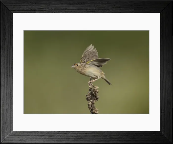 Framed Print : Picture No. 11980730 Framed Print : Picture No. 11980730