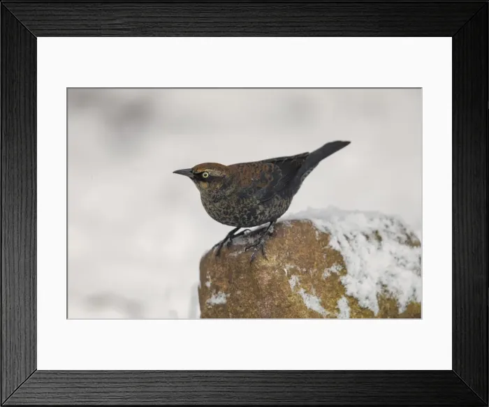 Framed Print : Picture No. 11980731 Framed Print : Picture No. 11980731