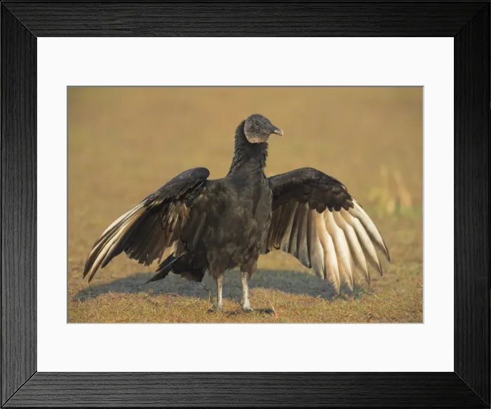 Framed Print : Picture No. 11980732 Framed Print : Picture No. 11980732