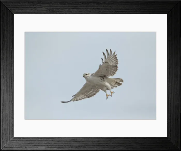 Framed Print : Picture No. 11980733 Framed Print : Picture No. 11980733