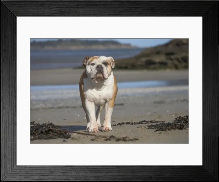 Framed Print : Picture No. 11981165 Framed Print : Picture No. 11981165