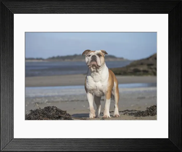 Framed Print : Picture No. 11981169 Framed Print : Picture No. 11981169