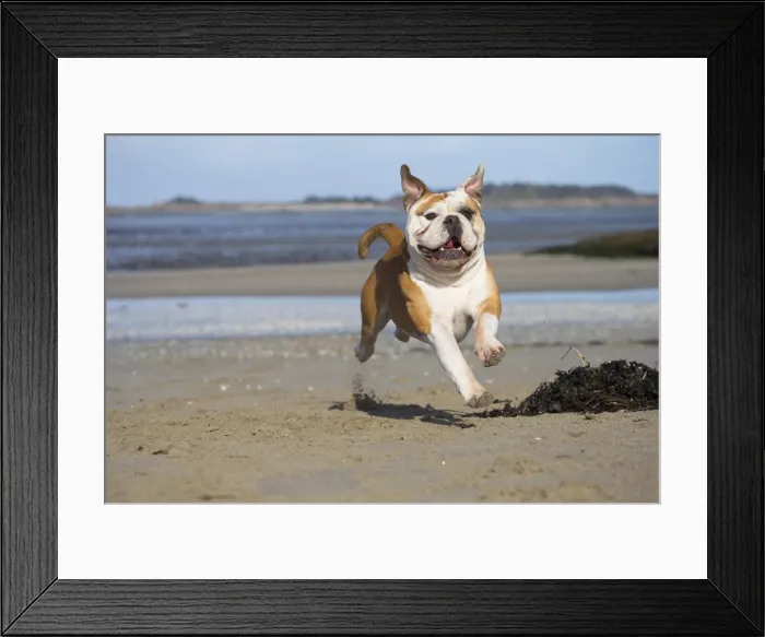 Framed Print : Picture No. 11981176 Framed Print : Picture No. 11981176