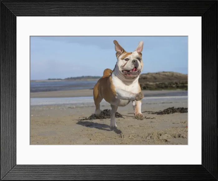 Framed Print : Picture No. 11981177 Framed Print : Picture No. 11981177