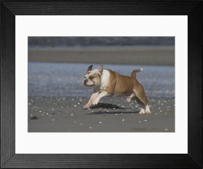 Framed Print : Picture No. 11981178 Framed Print : Picture No. 11981178