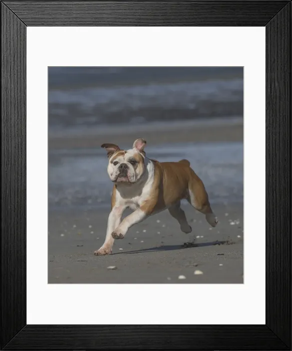 Framed Print : Picture No. 11981179 Framed Print : Picture No. 11981179