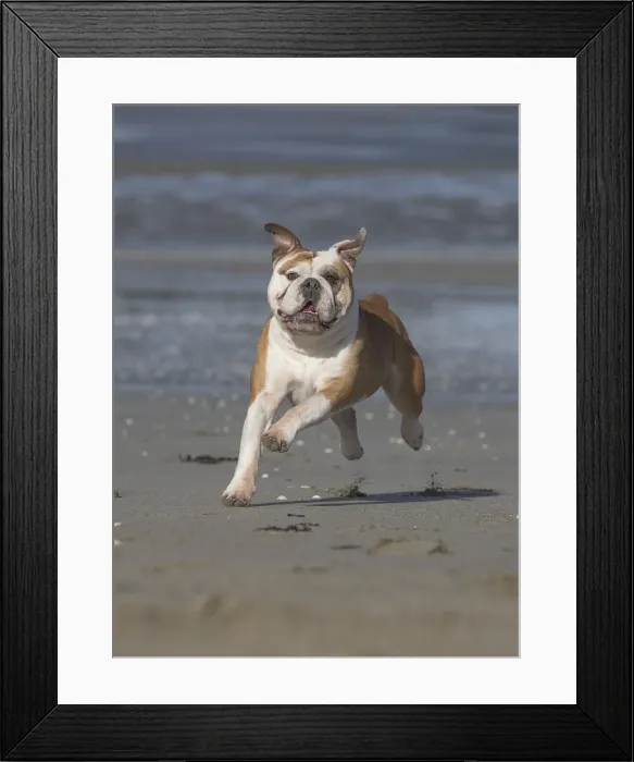 Framed Print : Picture No. 11981180 Framed Print : Picture No. 11981180