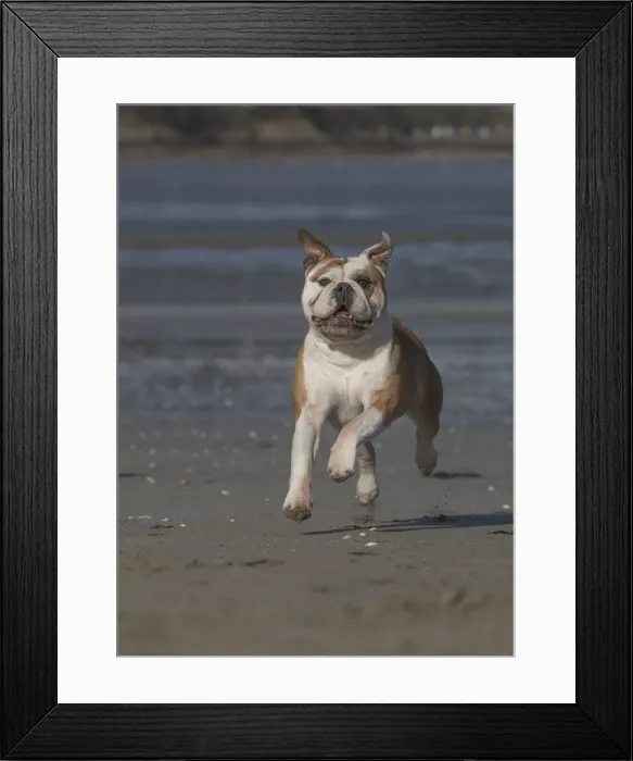 Framed Print : Picture No. 11981181 Framed Print : Picture No. 11981181