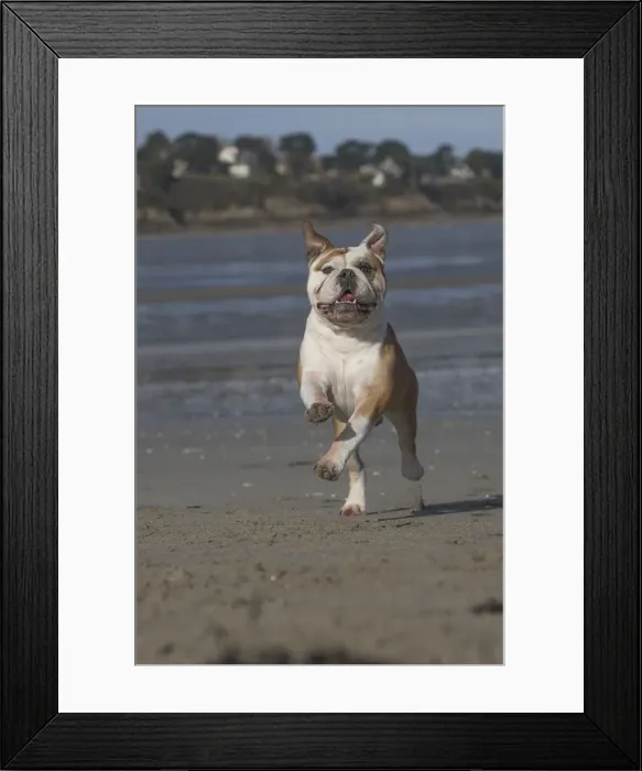 Framed Print : Picture No. 11981182 Framed Print : Picture No. 11981182