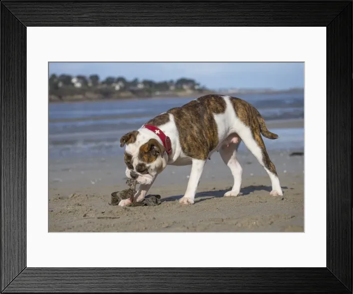 Framed Print : Picture No. 11981183 Framed Print : Picture No. 11981183