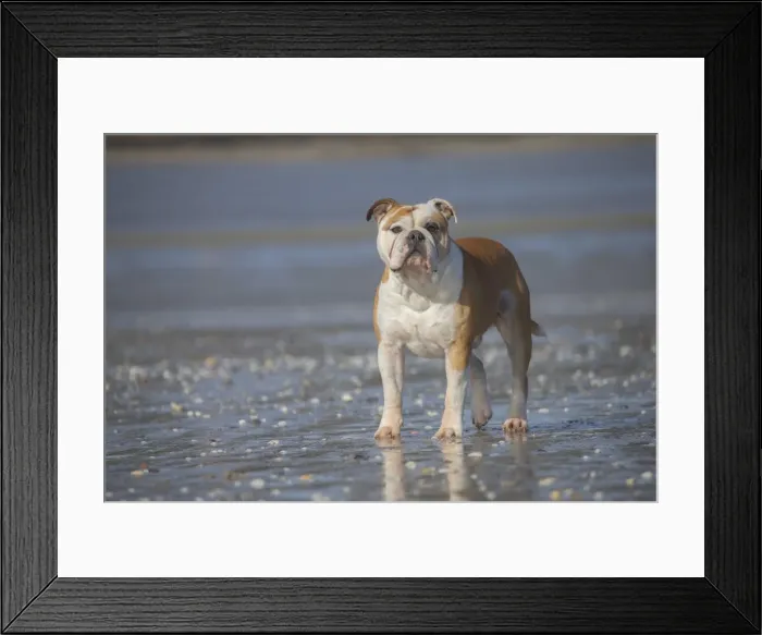 Framed Print : Picture No. 11981190 Framed Print : Picture No. 11981190