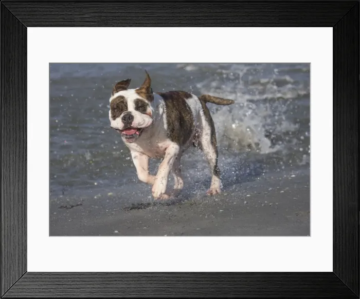 Framed Print : Picture No. 11981195 Framed Print : Picture No. 11981195