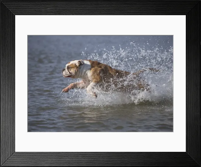 Framed Print : Picture No. 11981200 Framed Print : Picture No. 11981200