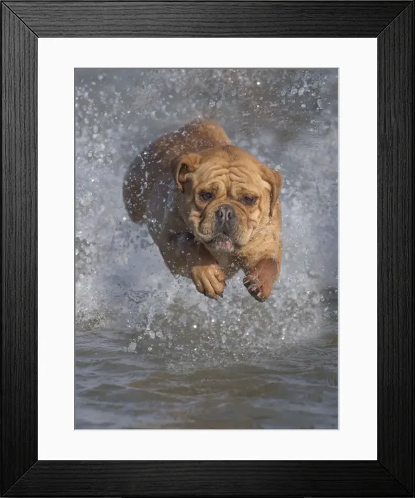 Framed Print : Picture No. 11981202 Framed Print : Picture No. 11981202