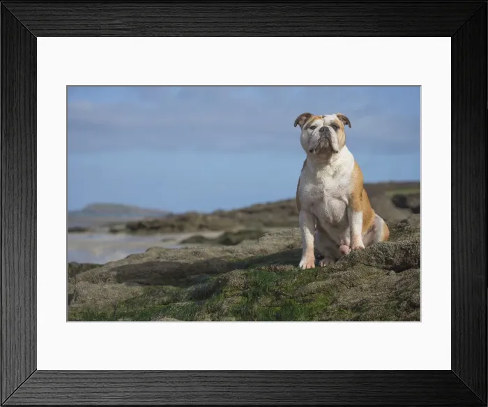 Framed Print : Picture No. 11981207