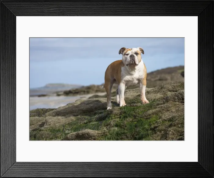 Framed Print : Picture No. 11981208 Framed Print : Picture No. 11981208