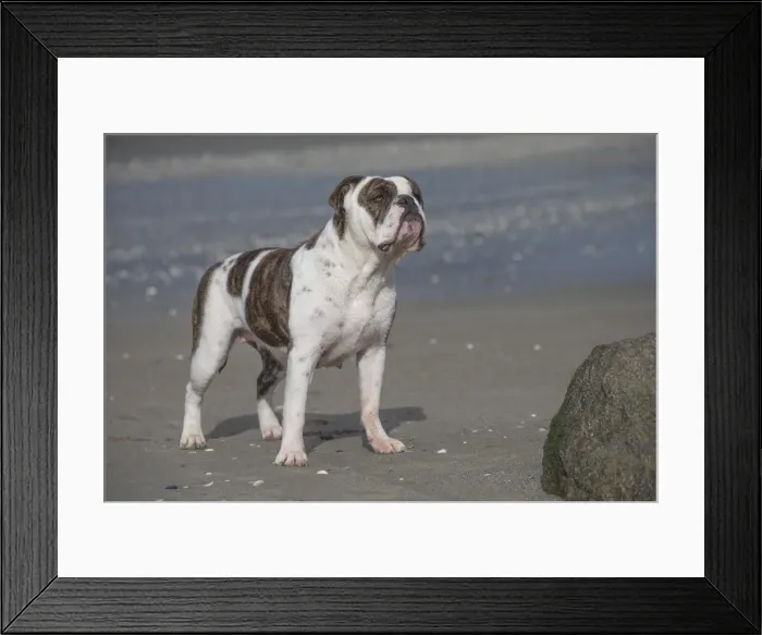 Framed Print : Picture No. 11981210 Framed Print : Picture No. 11981210