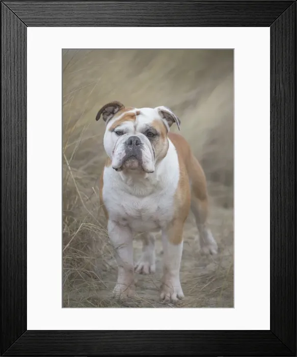 Framed Print : Picture No. 11981211