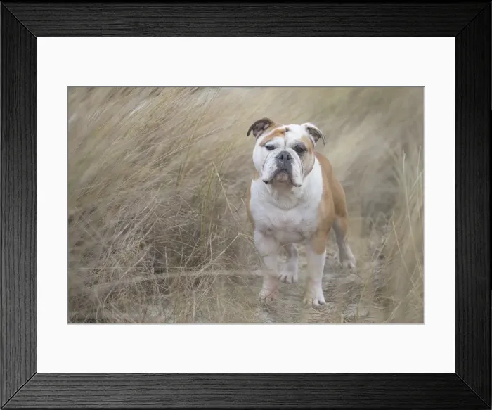 Framed Print : Picture No. 11981212 Framed Print : Picture No. 11981212