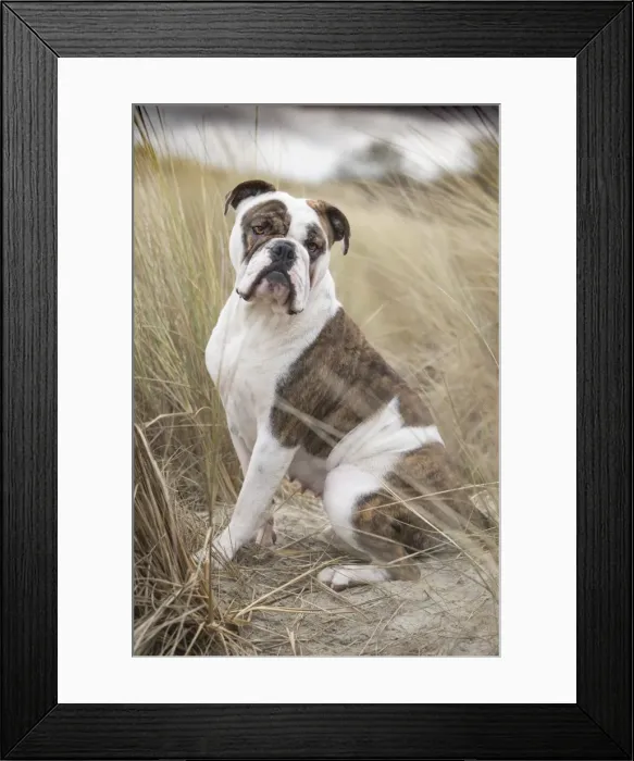 Framed Print : Picture No. 11981213 Framed Print : Picture No. 11981213