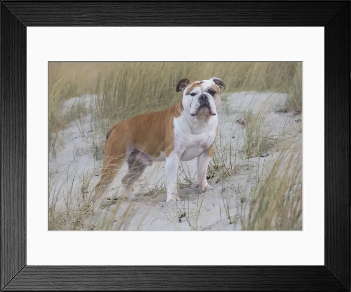 Framed Print : Picture No. 11981214 Framed Print : Picture No. 11981214