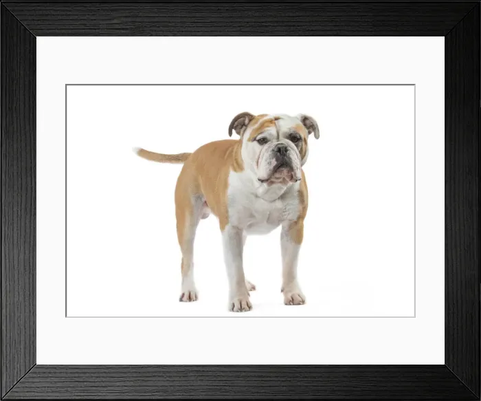 Framed Print : Picture No. 11981215 Framed Print : Picture No. 11981215