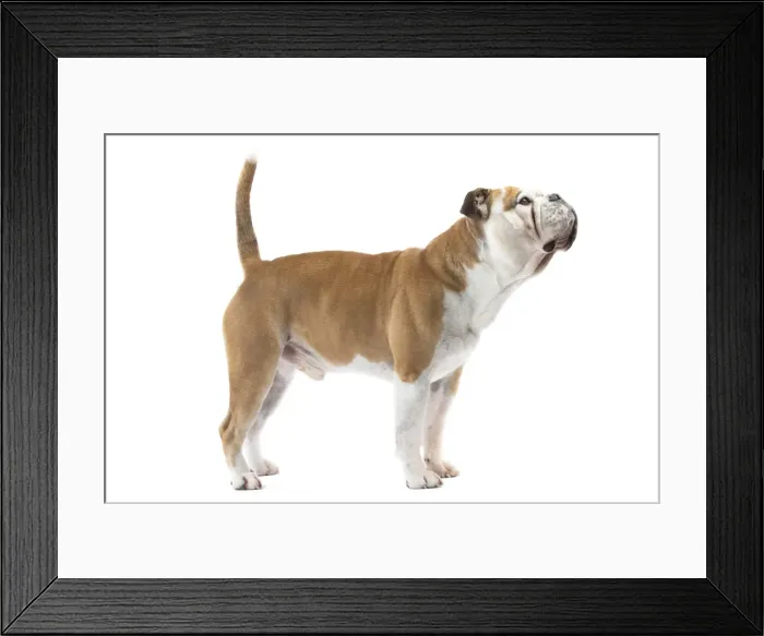 Framed Print : Picture No. 11981216 Framed Print : Picture No. 11981216