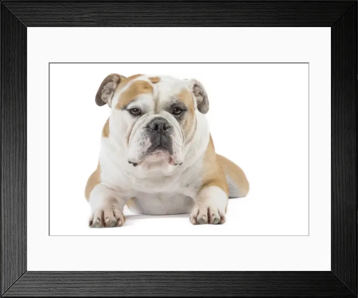 Framed Print : Picture No. 11981218 Framed Print : Picture No. 11981218