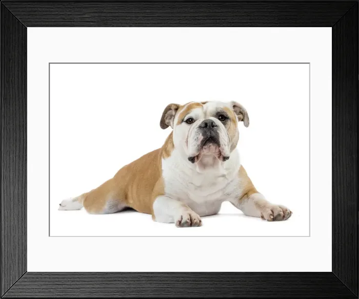 Framed Print : Picture No. 11981221 Framed Print : Picture No. 11981221
