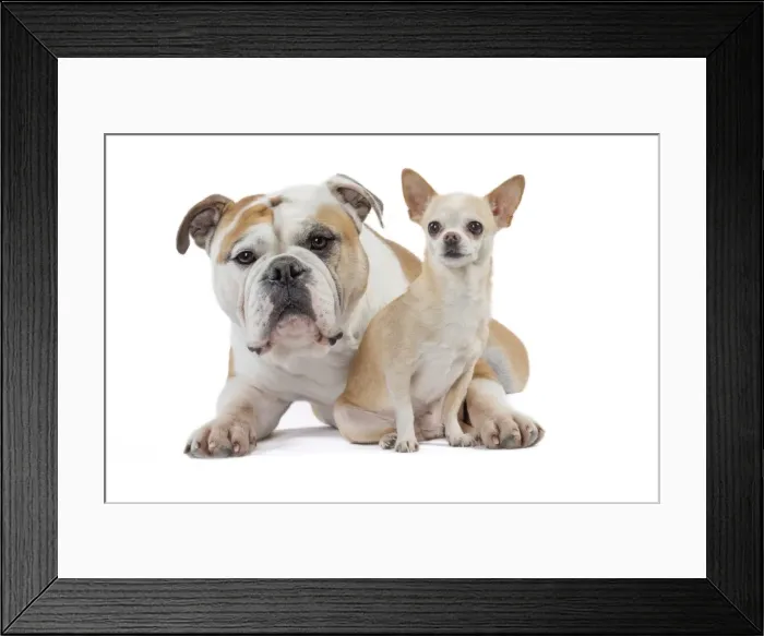 Framed Print : Picture No. 11981224 Framed Print : Picture No. 11981224