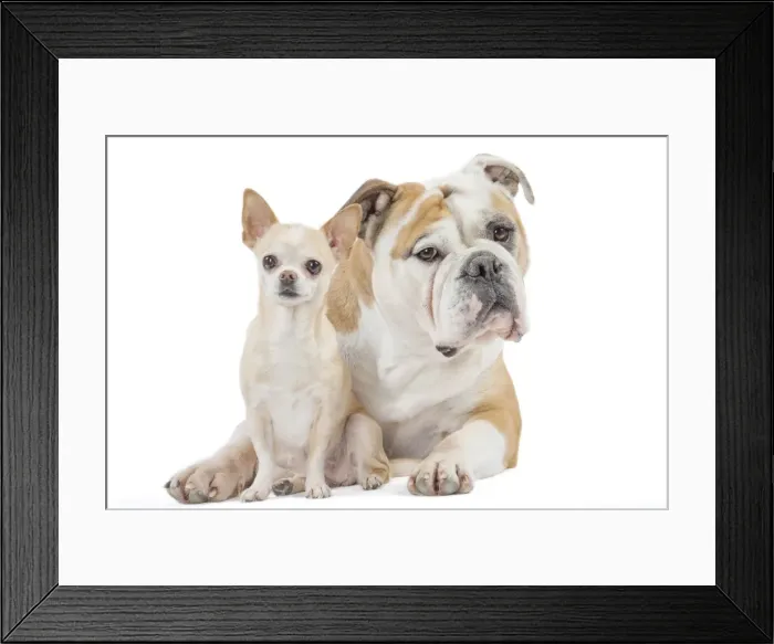 Framed Print : Picture No. 11981226